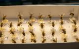 Museumsbienen werden für die Forschung benötigt