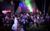 Bar der toten Tiere 2025